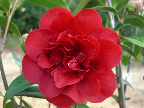 Mystic spell camellia japonica